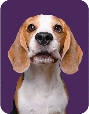 Beagle dog